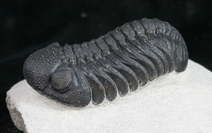 Phacops Trilobite - Very Detailed #9467